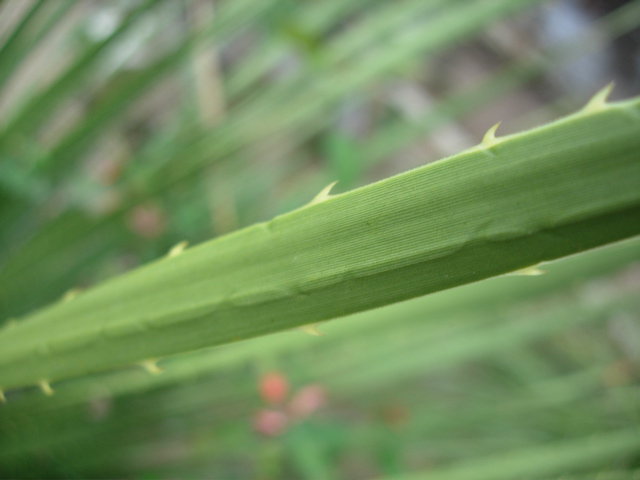 Dasylirion leaf